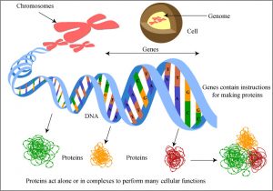 case study on genetic engineering