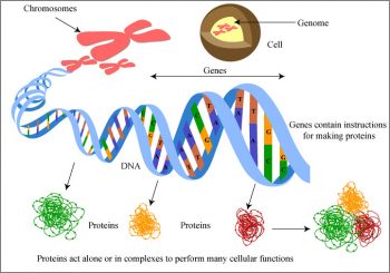 Human Genetic Engineering – Technology: Where It Started And Where It’s ...