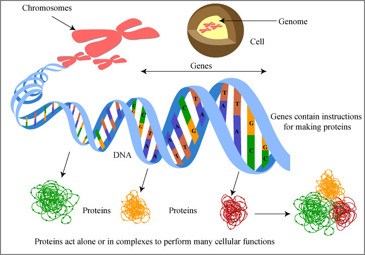 Human Genetic Engineering – Technology: Where it Started and Where it’s ...