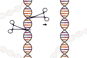 genetic engineering in humans essay