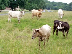 Cows grazing on Selsey Common in the United Kingdom