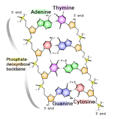 Discovery Of The Structure Of DNA – Science Technology And Society A ...