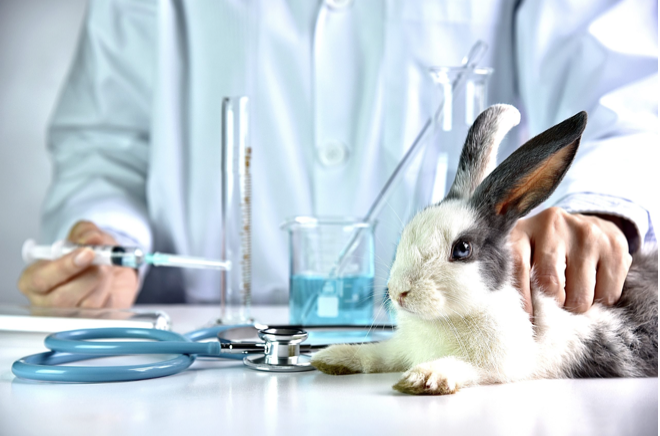 Animal Testing – Science Technology and Society a Student Led Exploration